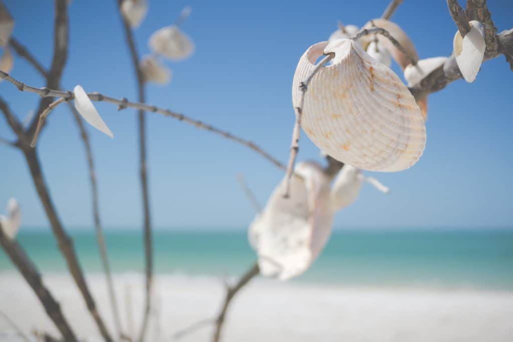 Beach Branches with Seashells