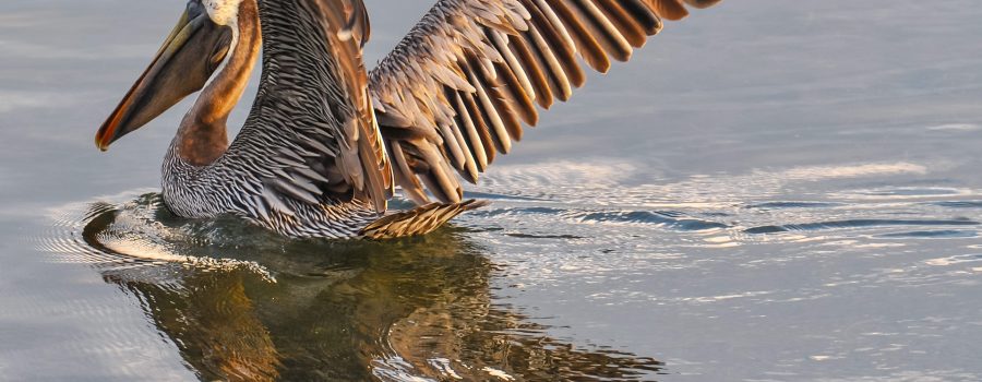 pelican lifting its wings in the water