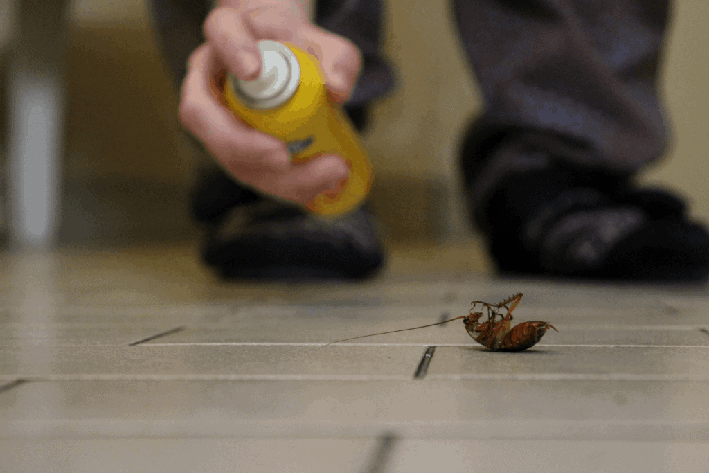 Moving With Roaches - How To Move Without Taking Bugs With You